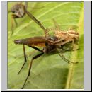 Xysticus ulmi - Krabbenspinne 04c.jpg